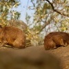 Daman skalni - Procavia capensis - Rock Hyrax o0477